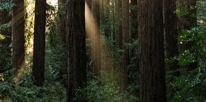 Woods